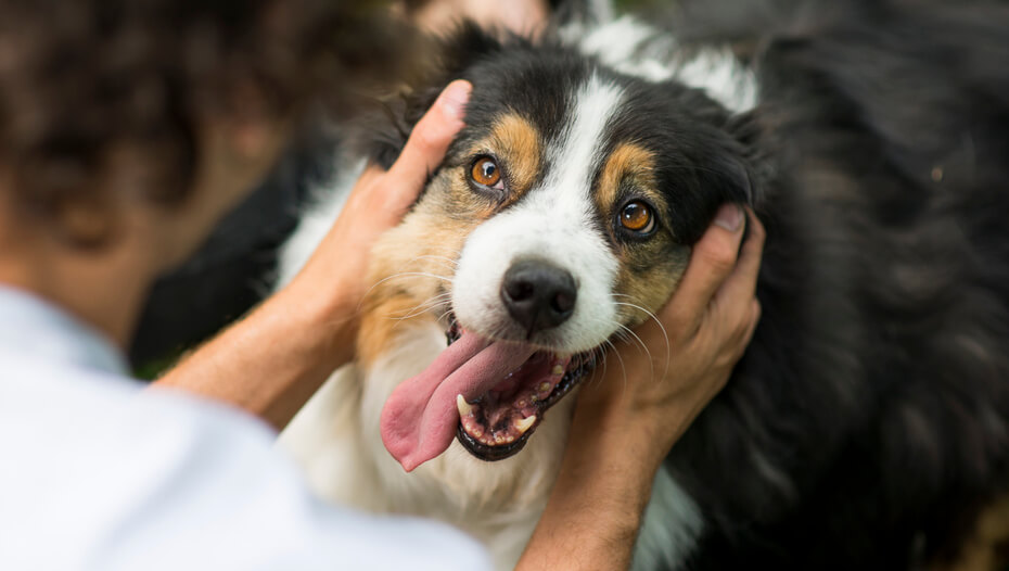 Aussie clearance the dog